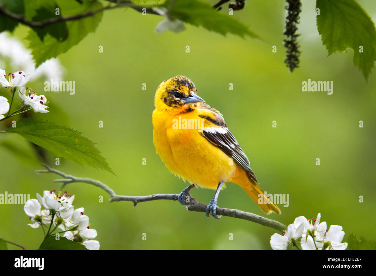 Baltimore Oriole bird perched on branch with flowers in spring. Stock Photo