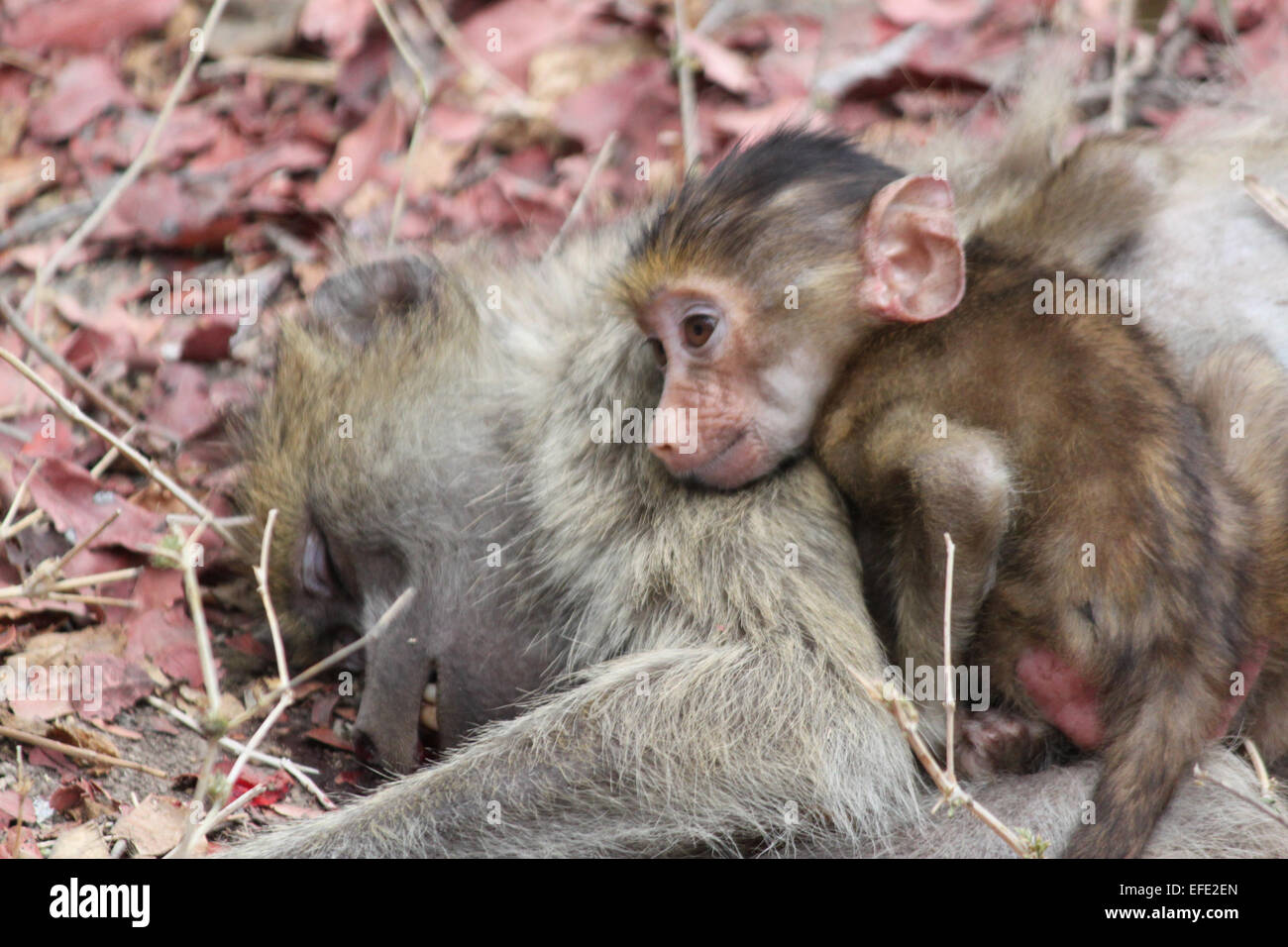 Baby baboon cuddles dead mother Stock Photo