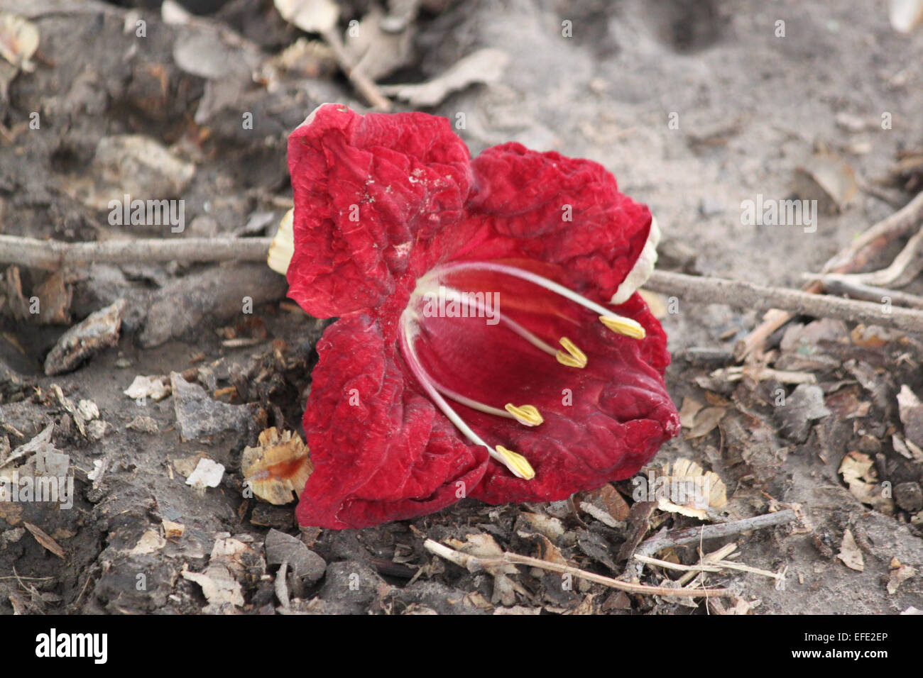 Sausage plant flower Stock Photo Alamy