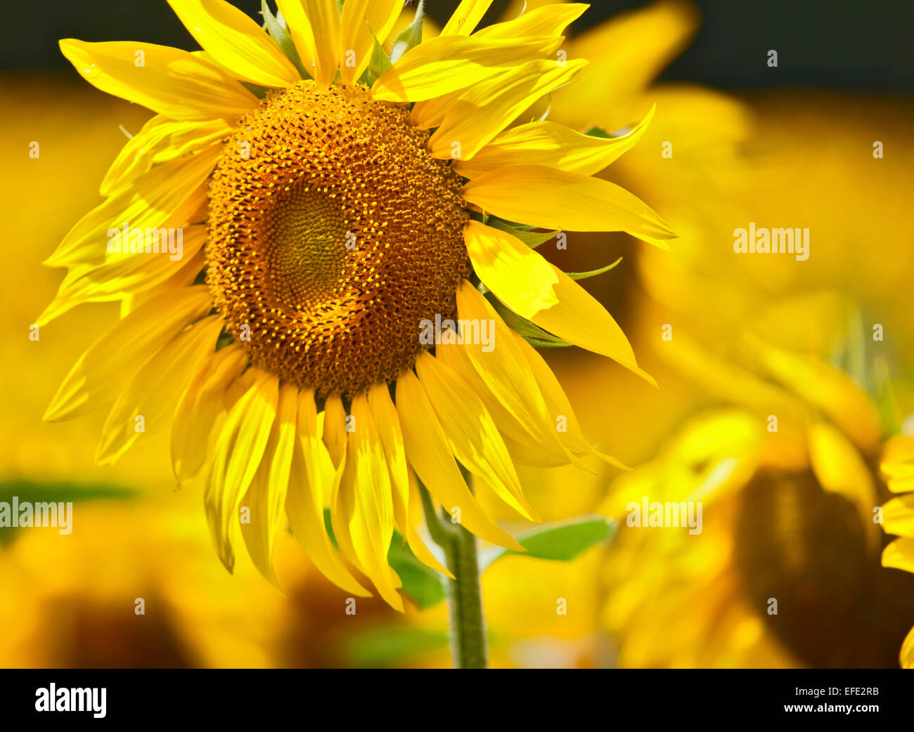 Sunflower field france hires stock photography and images Alamy