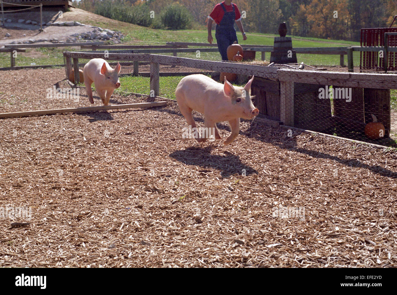 Pig racing event at Eckerts Farm in Illinois. Stock Photo