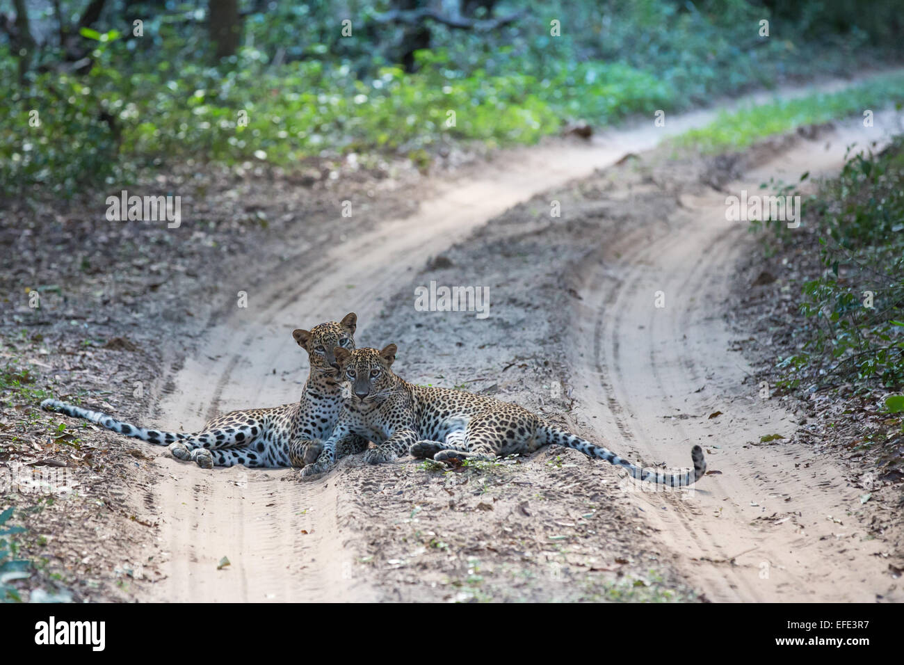 Leopard pair at Wilpattu NP Sri Lanka Stock Photo