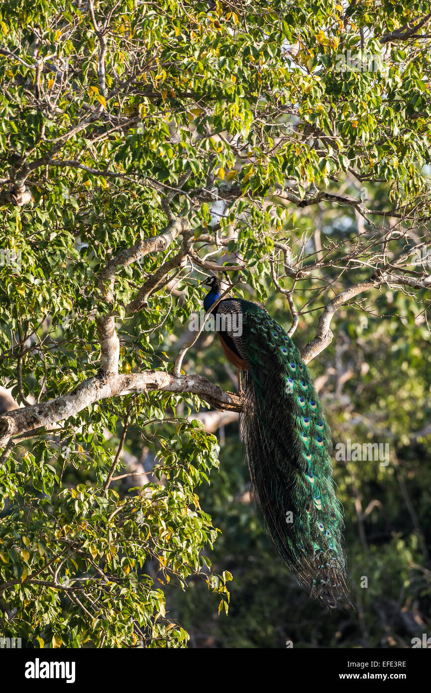Peacock on tree in full breeding plumage Stock Photo
