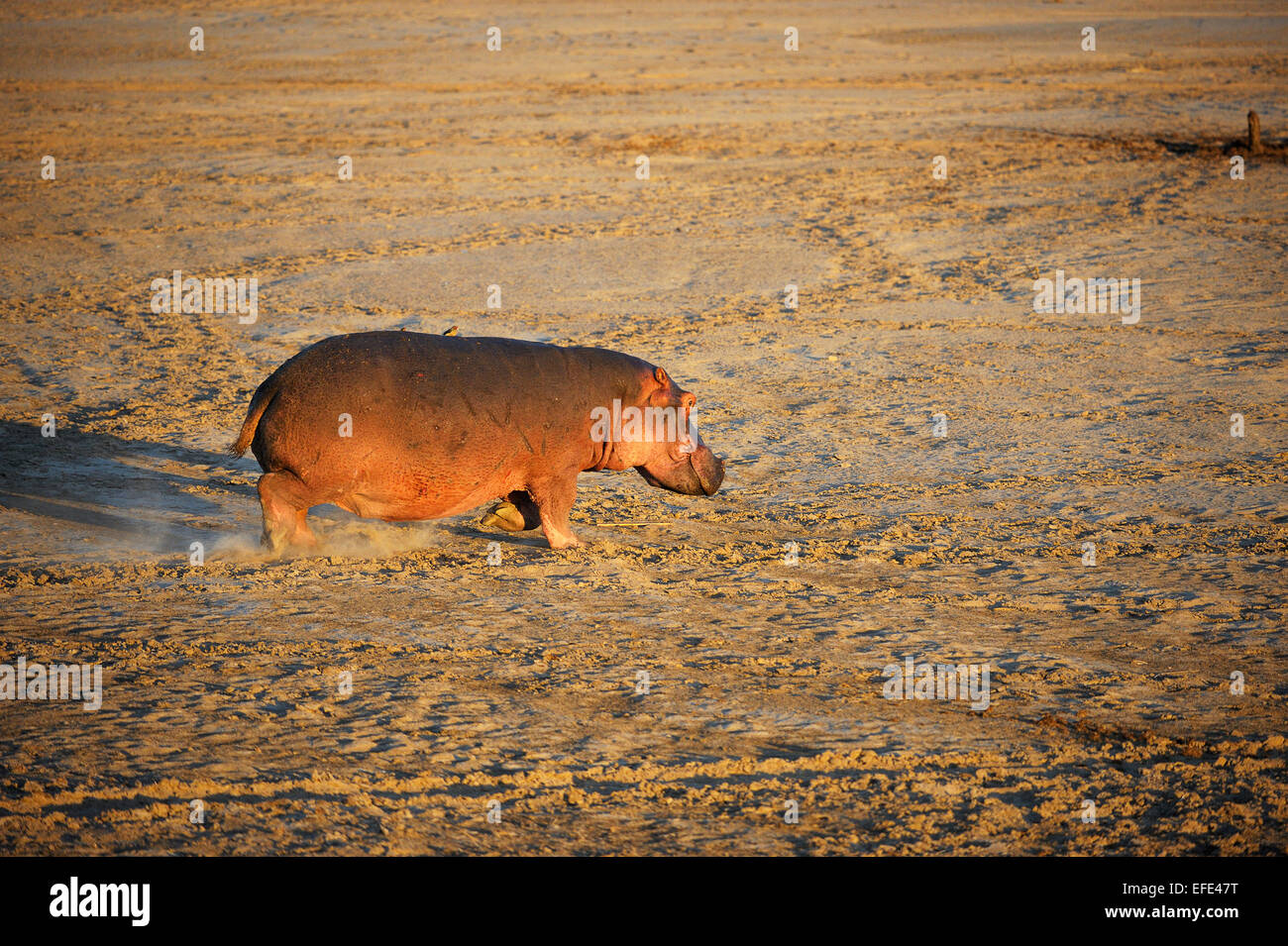 Hippopotamus Walking On River Bank High Resolution Stock Photography And Images Alamy