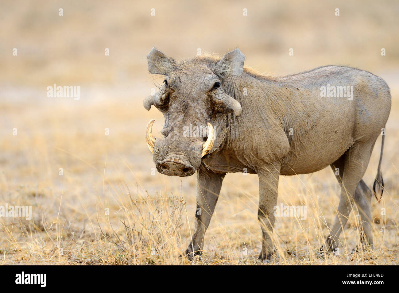 Desert Warthog (Phacochoerus aethiopicus), Buffalo Springfield National