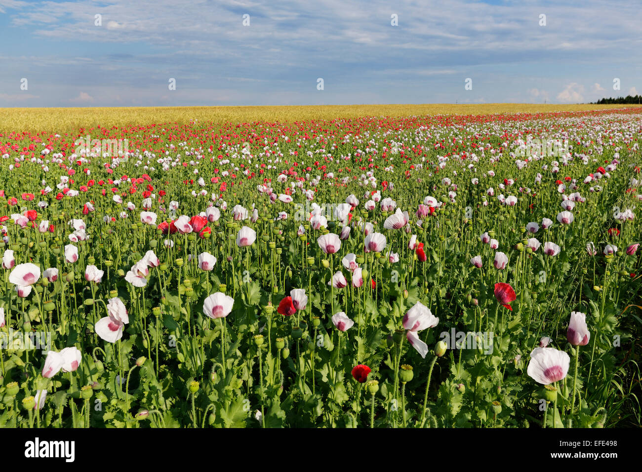 Field of poppies, Opium Poppy (Papaver somniferum), near Sallingberg, Waldviertel, Lower Austria, Austria Stock Photo