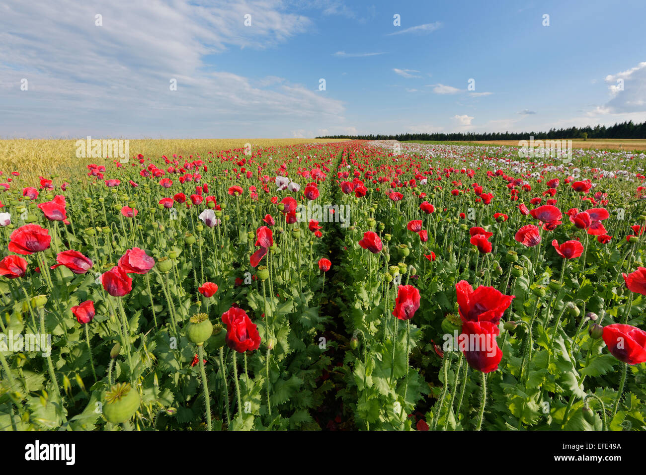 Field of poppies, Opium Poppy (Papaver somniferum), near Sallingberg, Waldviertel, Lower Austria, Austria Stock Photo