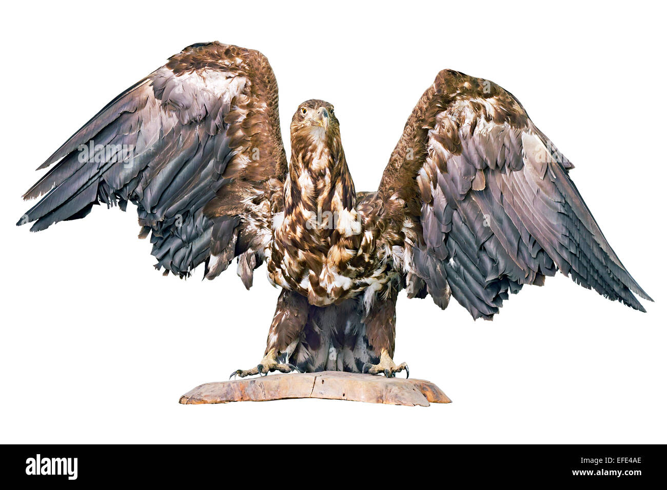 stuffed eagle isolated on a white background Stock Photo Alamy