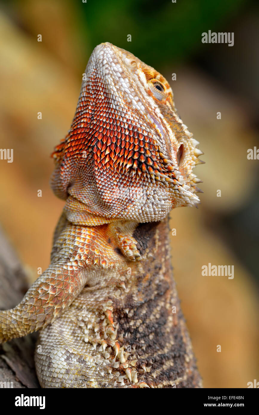 Bearded dragon zoo hi-res stock photography and images - Alamy