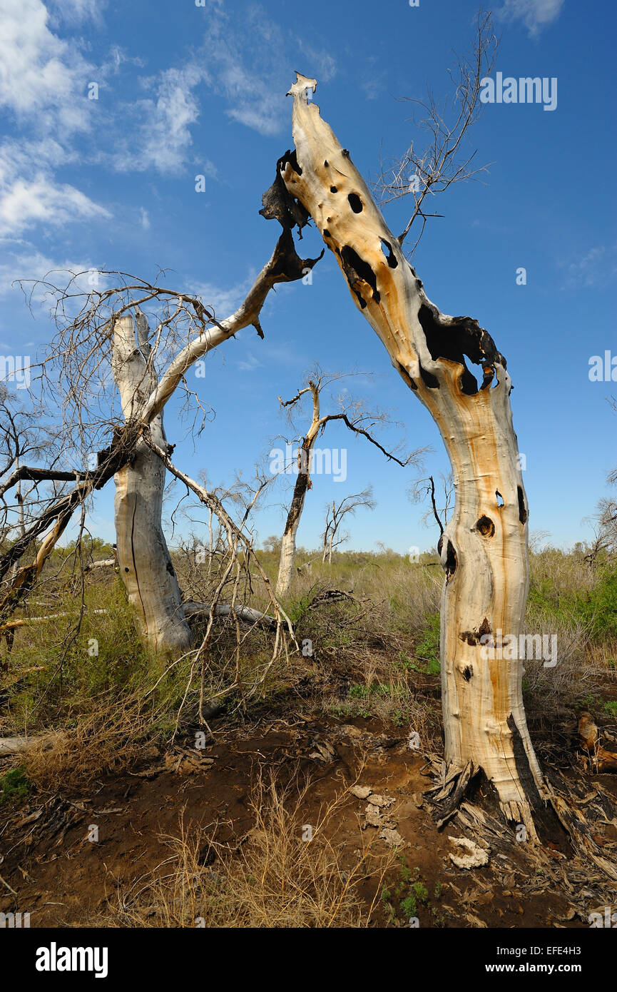 A poplar tree burned out inside Stock Photo Alamy