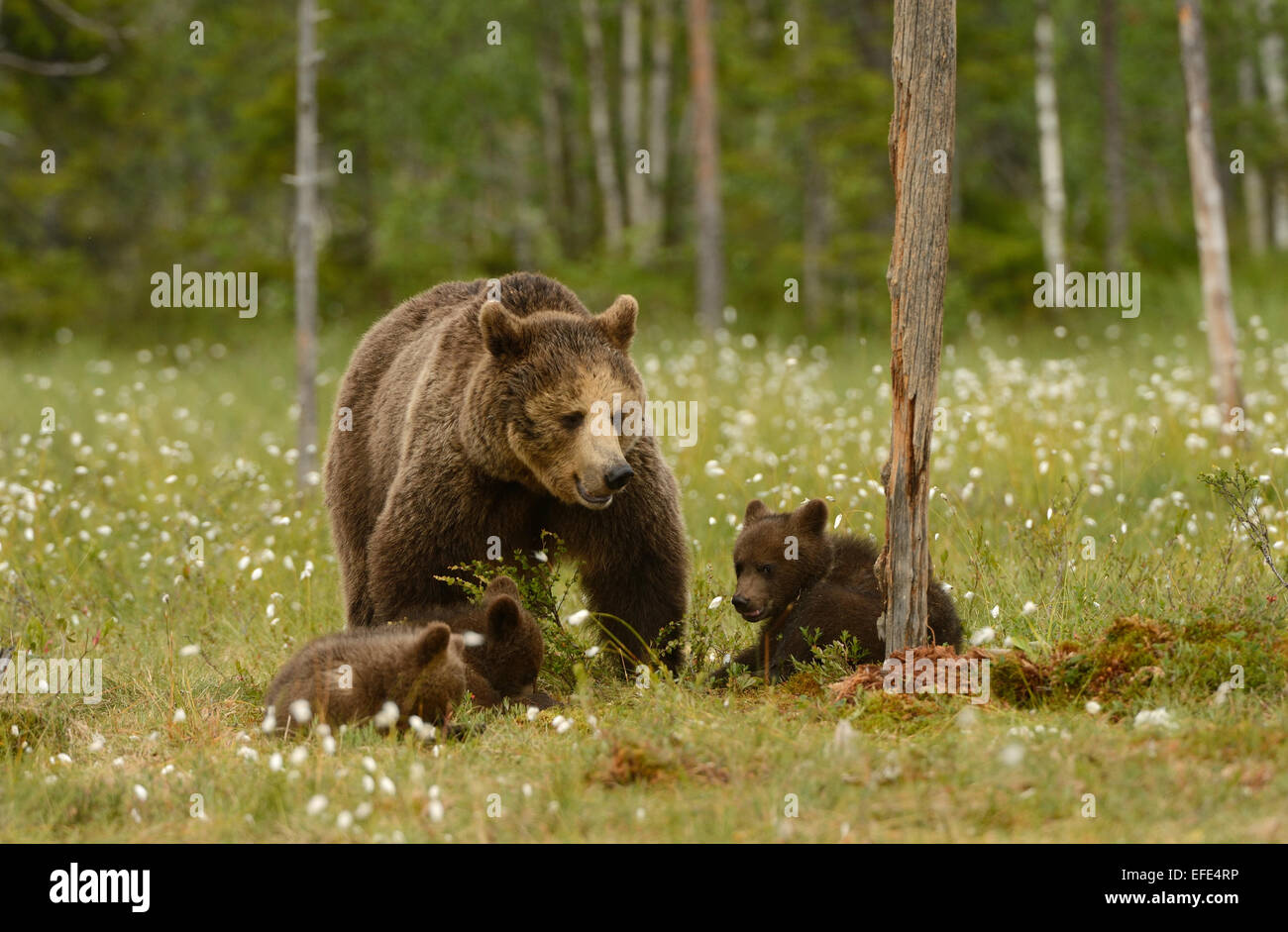 Female brown bear with cubs in the forest and swamp of mid Finland near ...