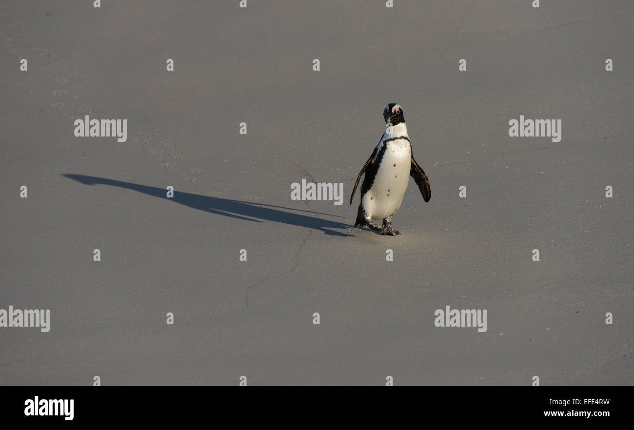 African Penguin (Spheniscus demersus) on the walk, following it's shadow, at a beach near Cape Town in South Africa. Stock Photo