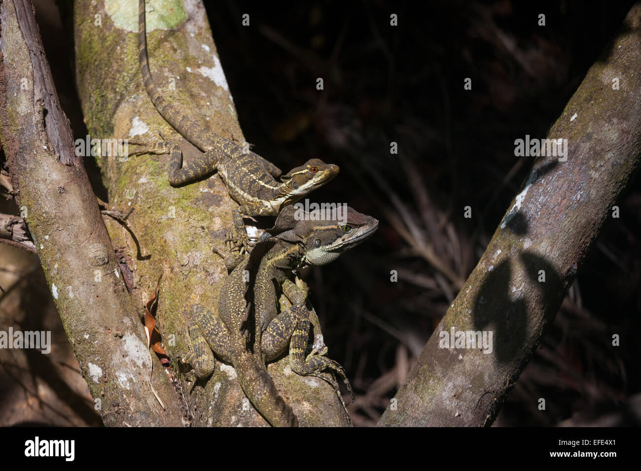 Jesus Christ Lizards, sci.name; Basiliscus basiliscus, near Rio Chagres in Soberania national park, Republic of Panama. Stock Photo