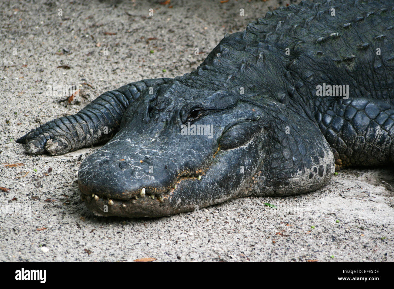 Alligator im Sand Stock Photo