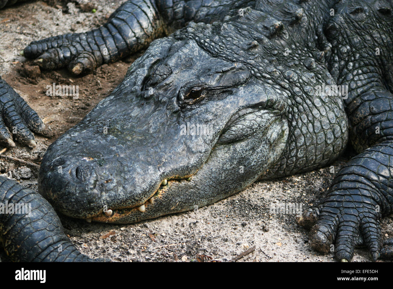 Alligator liegt im Sand Stock Photo