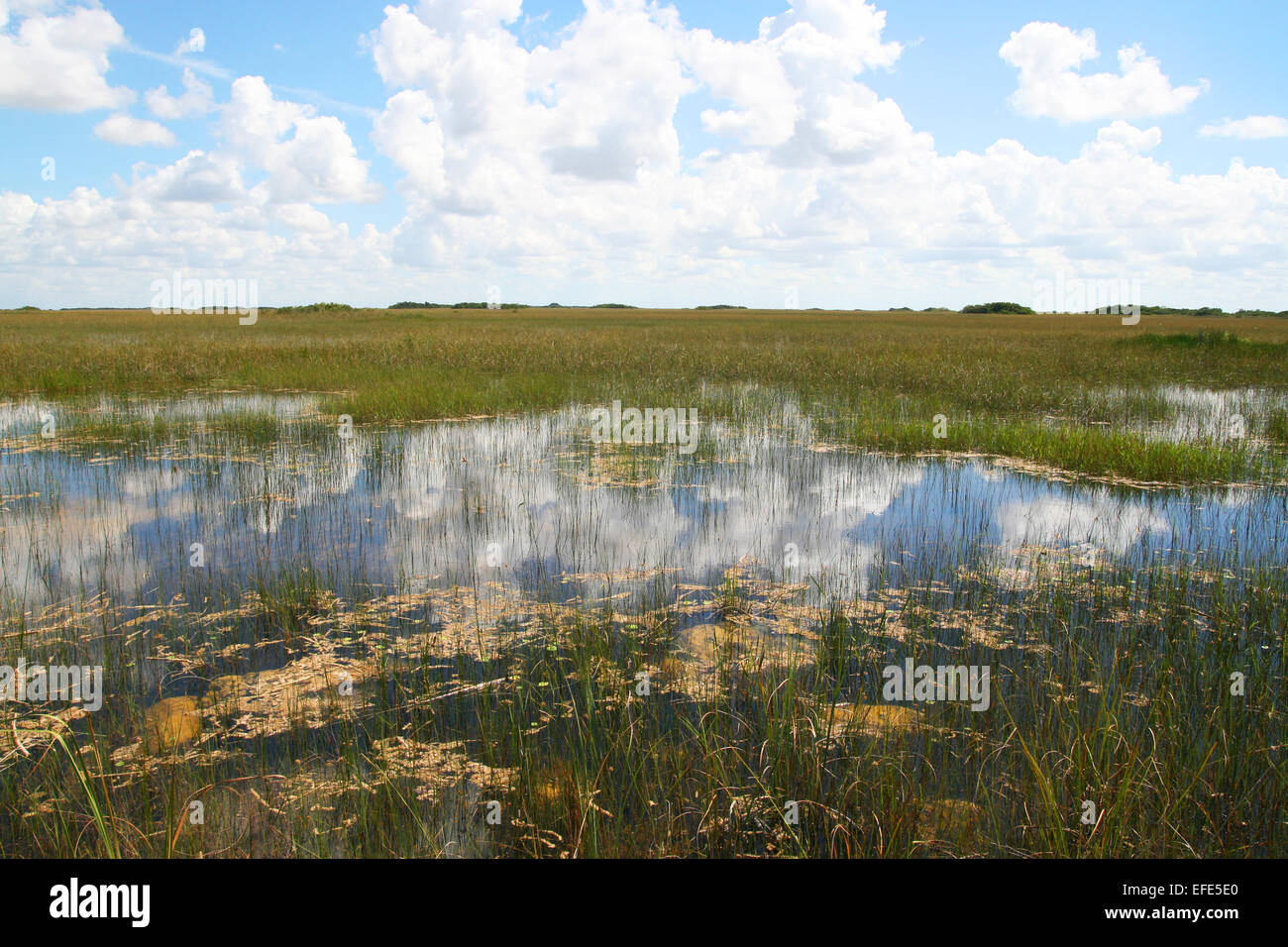 Everglades Nationalpark Stock Photo