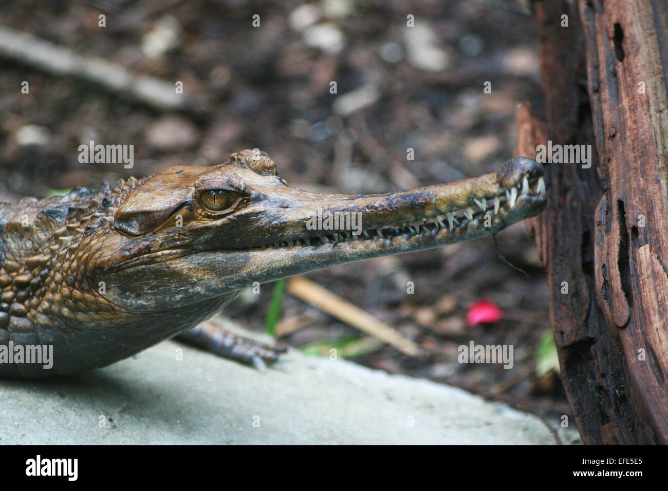 Gavialkopf Alligator Stock Photo