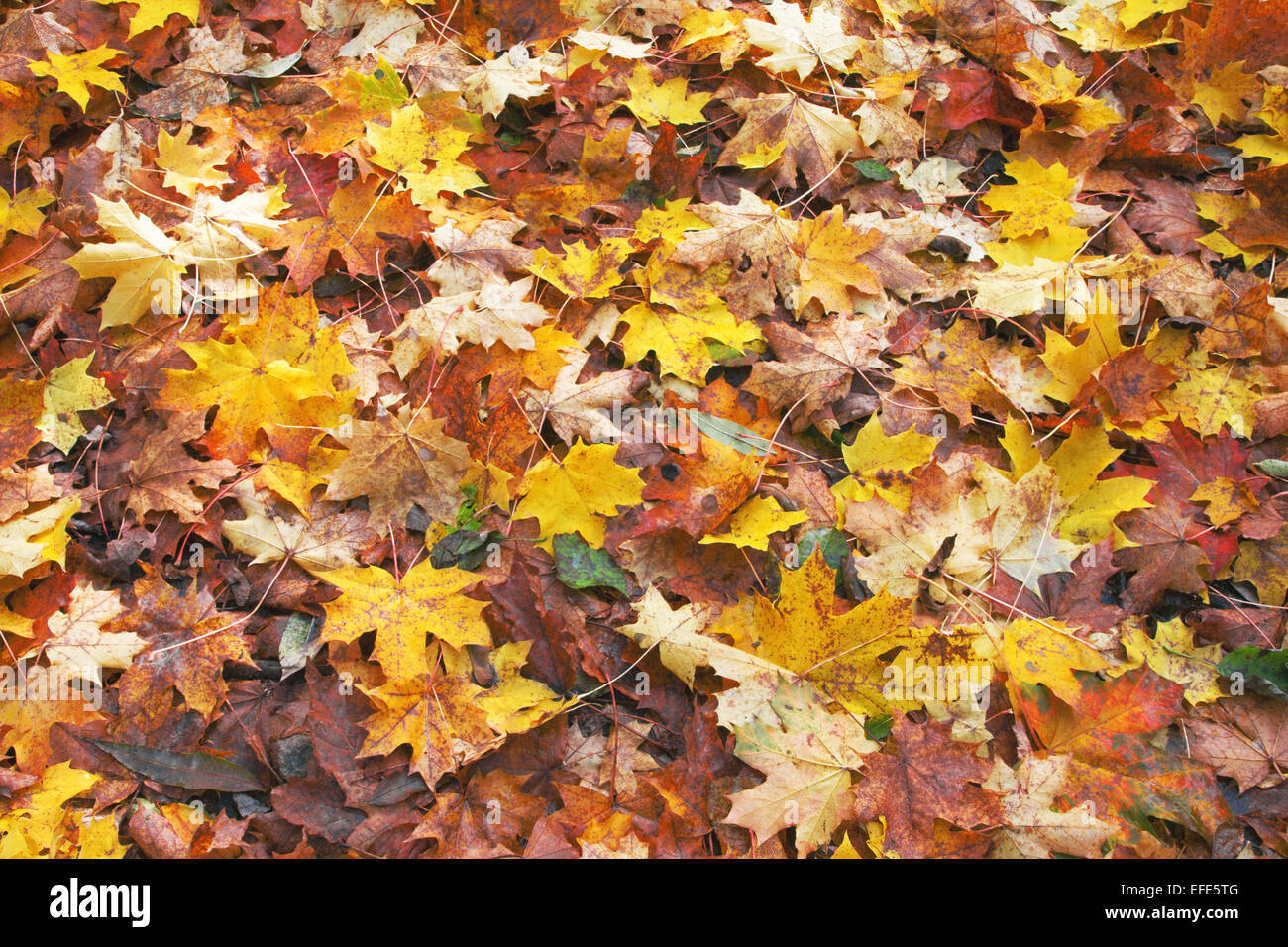 fallen autumn leaves Stock Photo