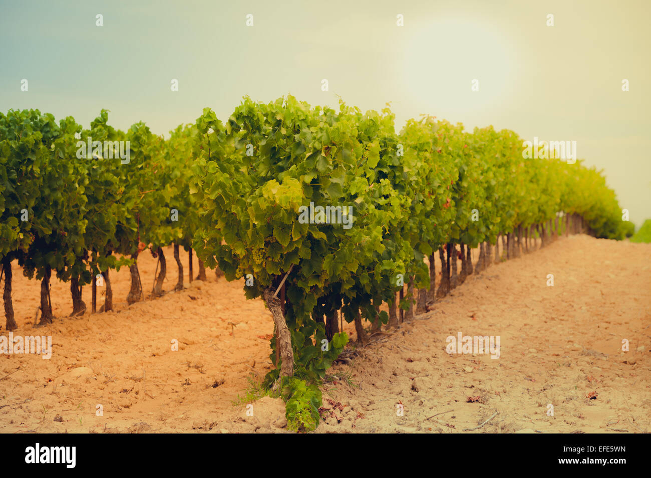 Sunlight france field hi-res stock photography and images - Alamy