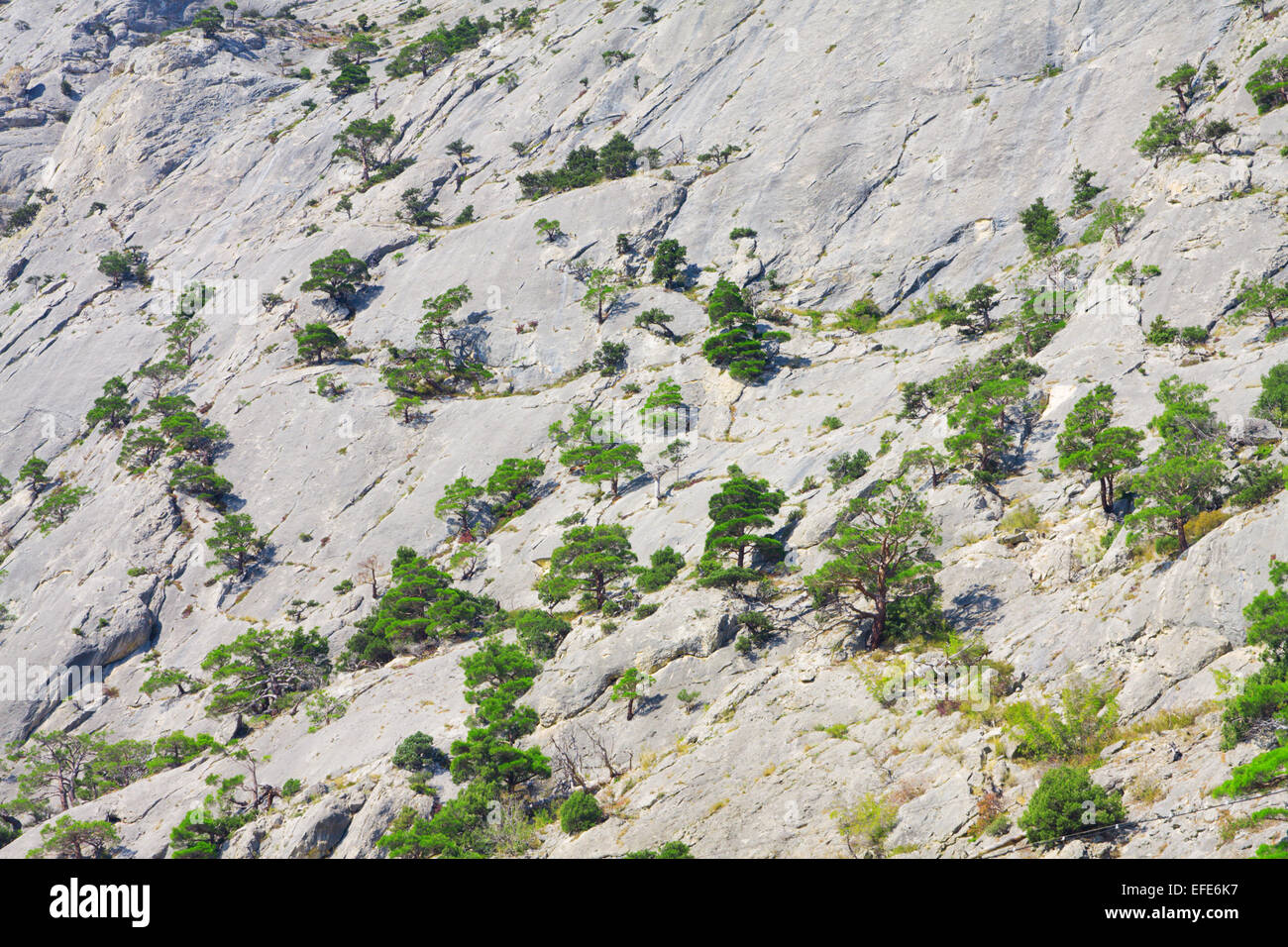 Rocky mountain pine hi-res stock photography and images - Alamy