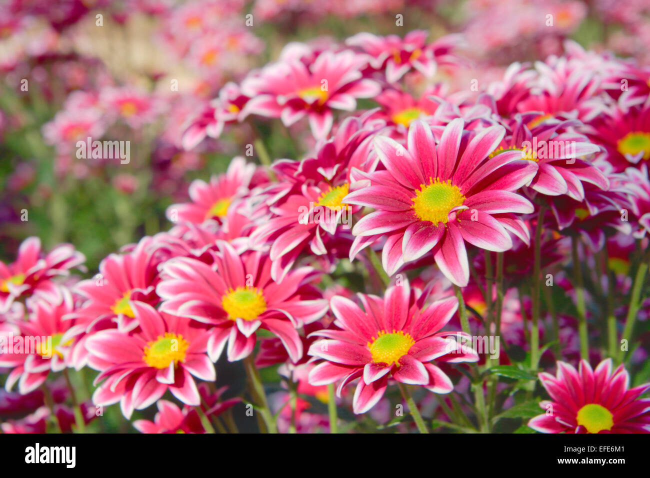 flower chrysanthemum Stock Photo