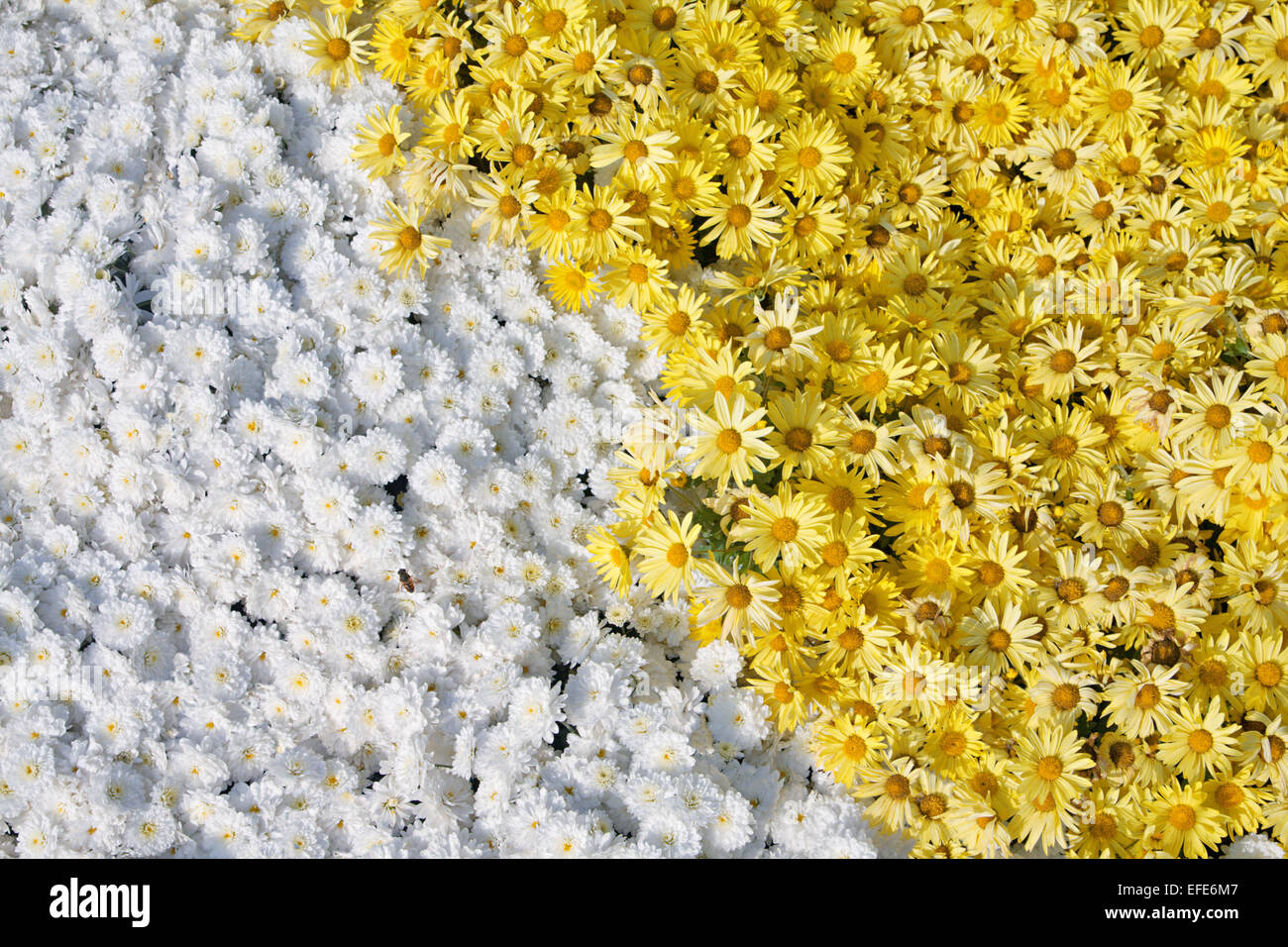 background of yellow and white flower chrysanthemum Stock Photo - Alamy