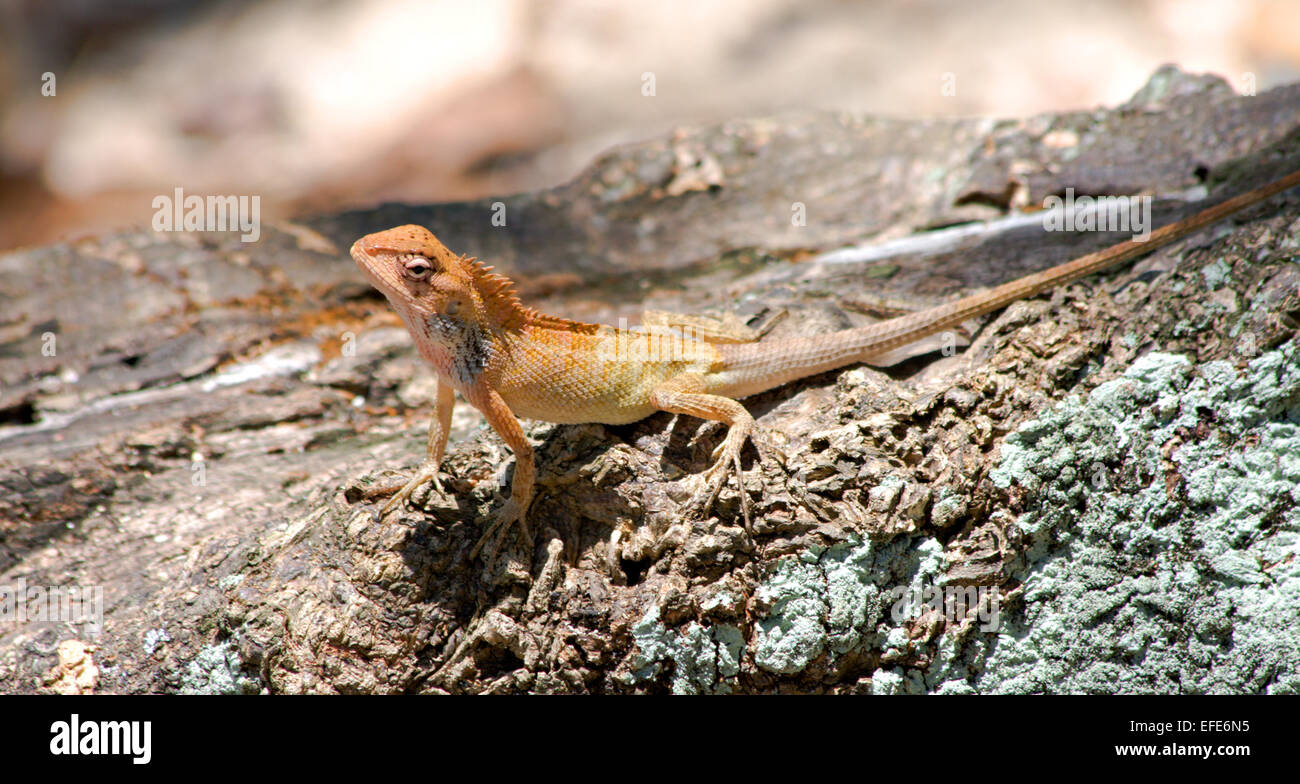 Changeable Lizard ( Calotes versicolor ) Stock Photo