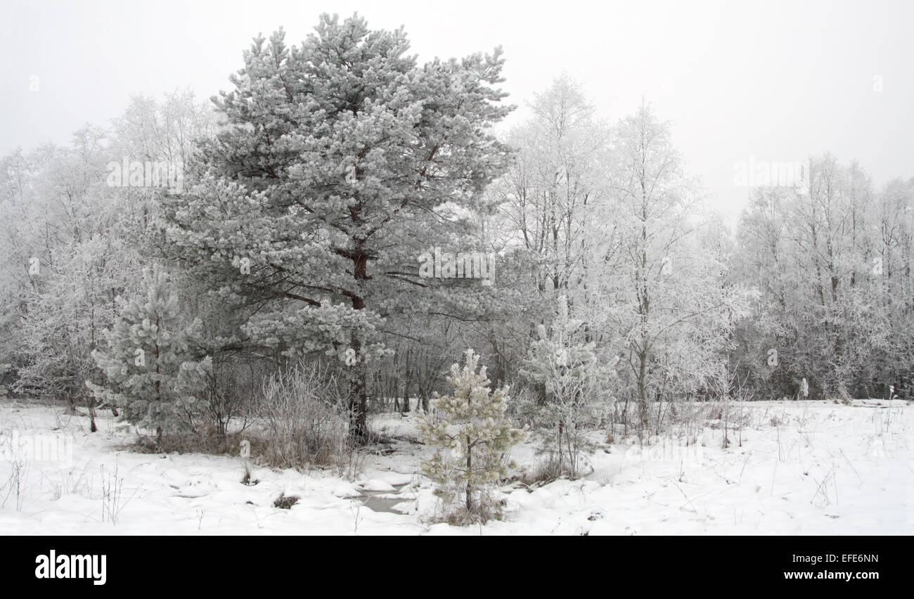 background with winter trees Stock Photo