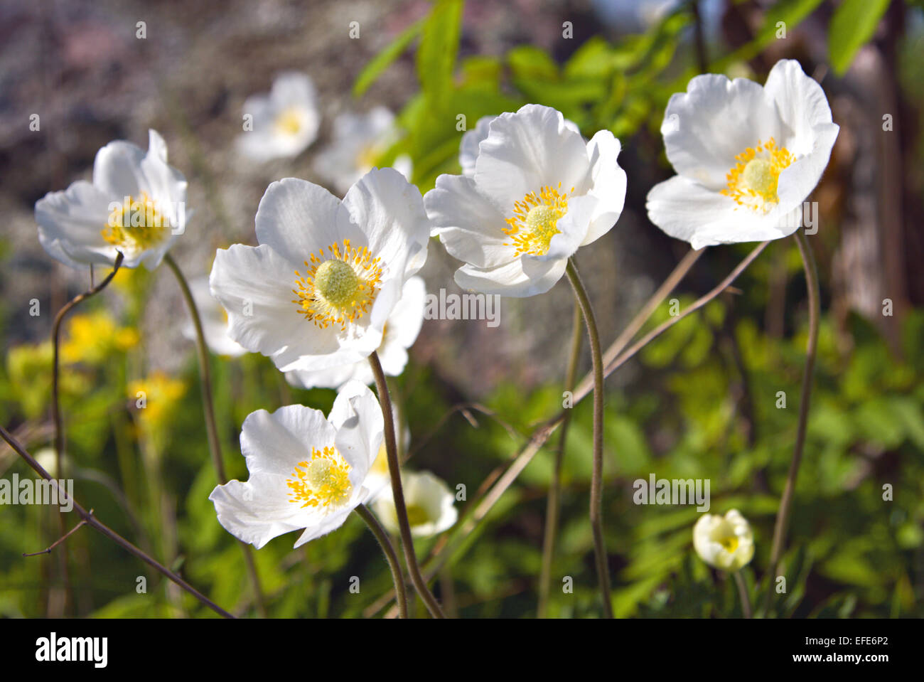 Spring flowers hi-res stock photography and images - Alamy