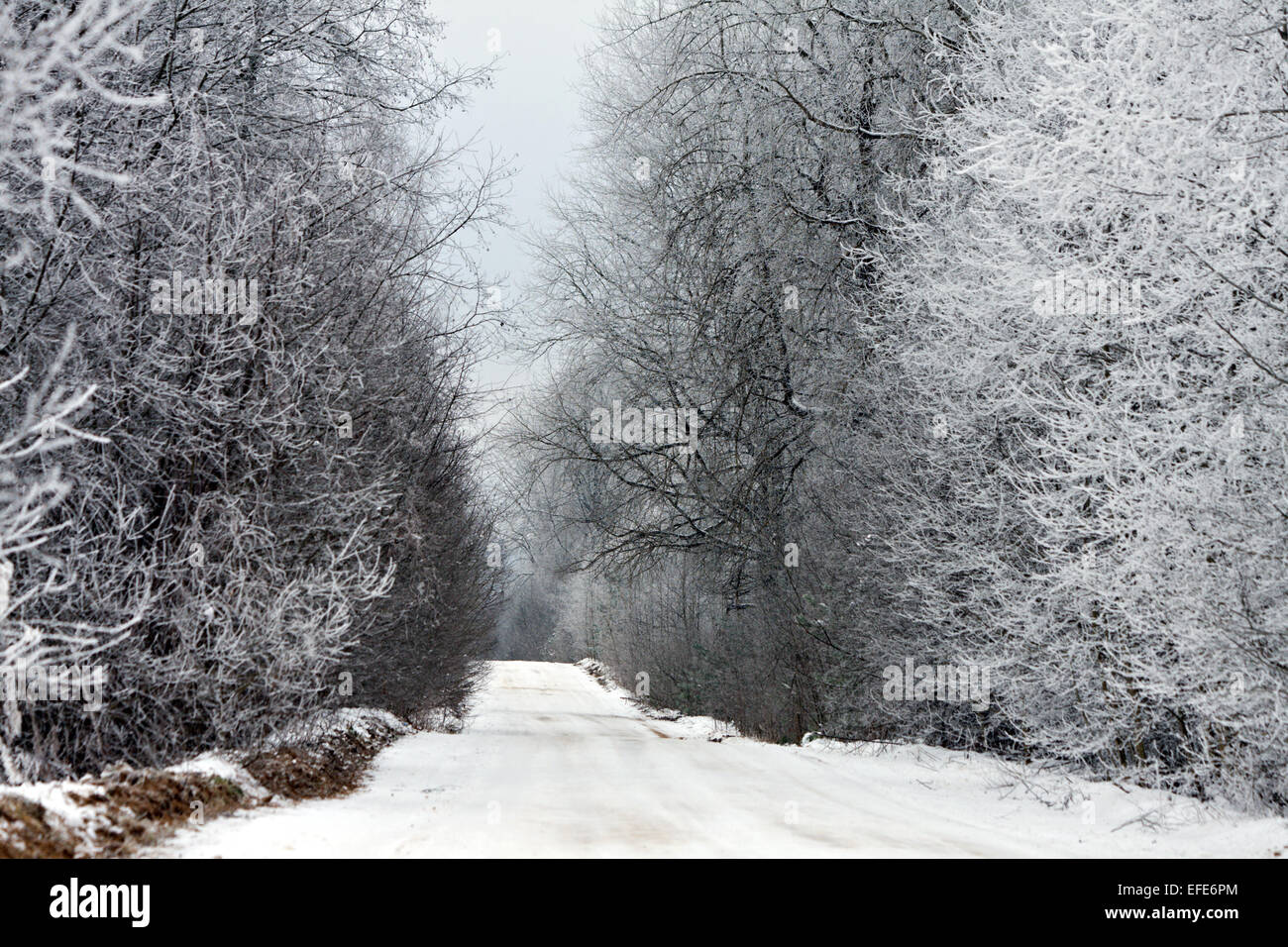 road in winter forest Stock Photo - Alamy