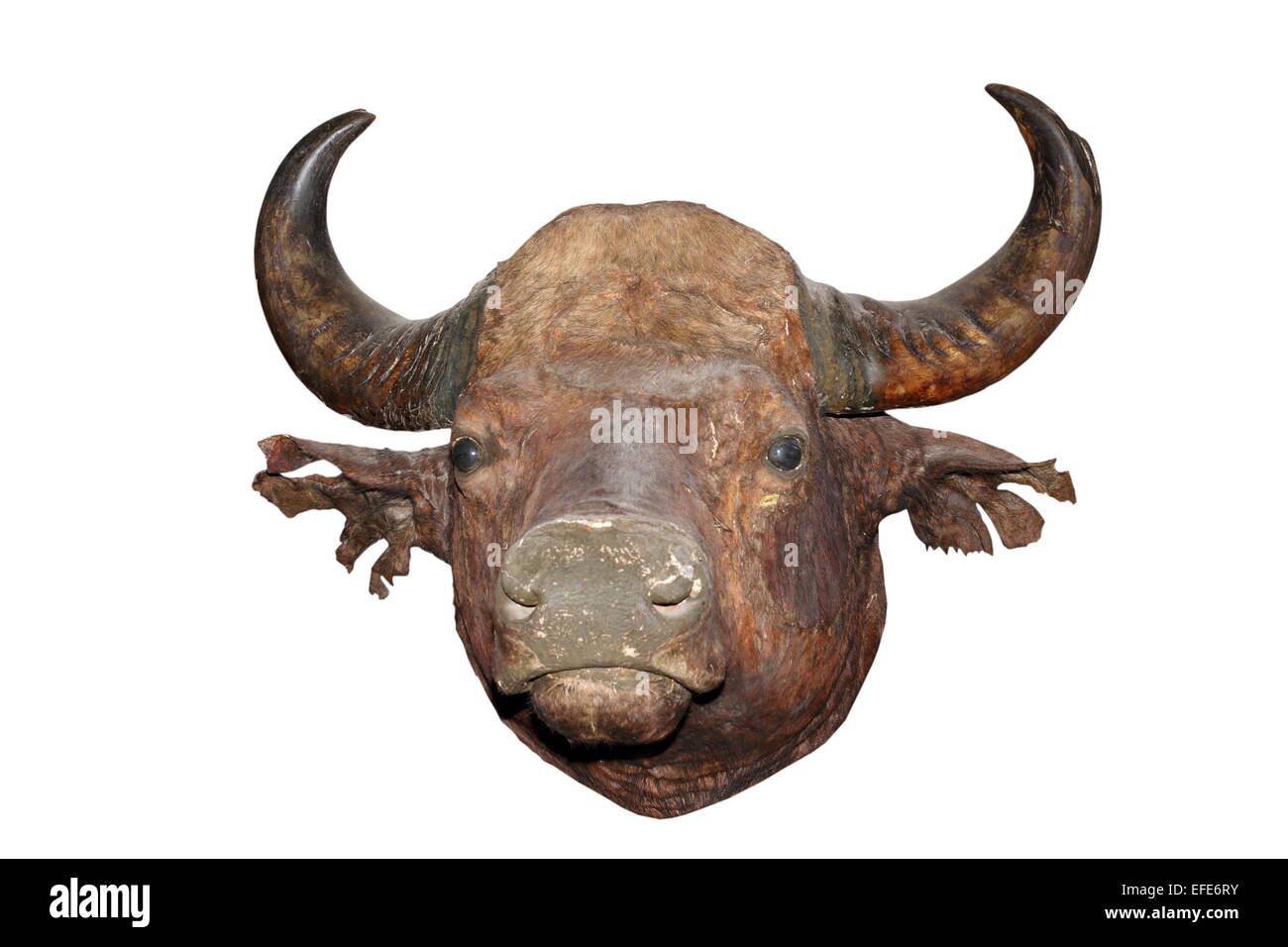 big bull head isolated on white background ( bos gaurus ) Stock Photo
