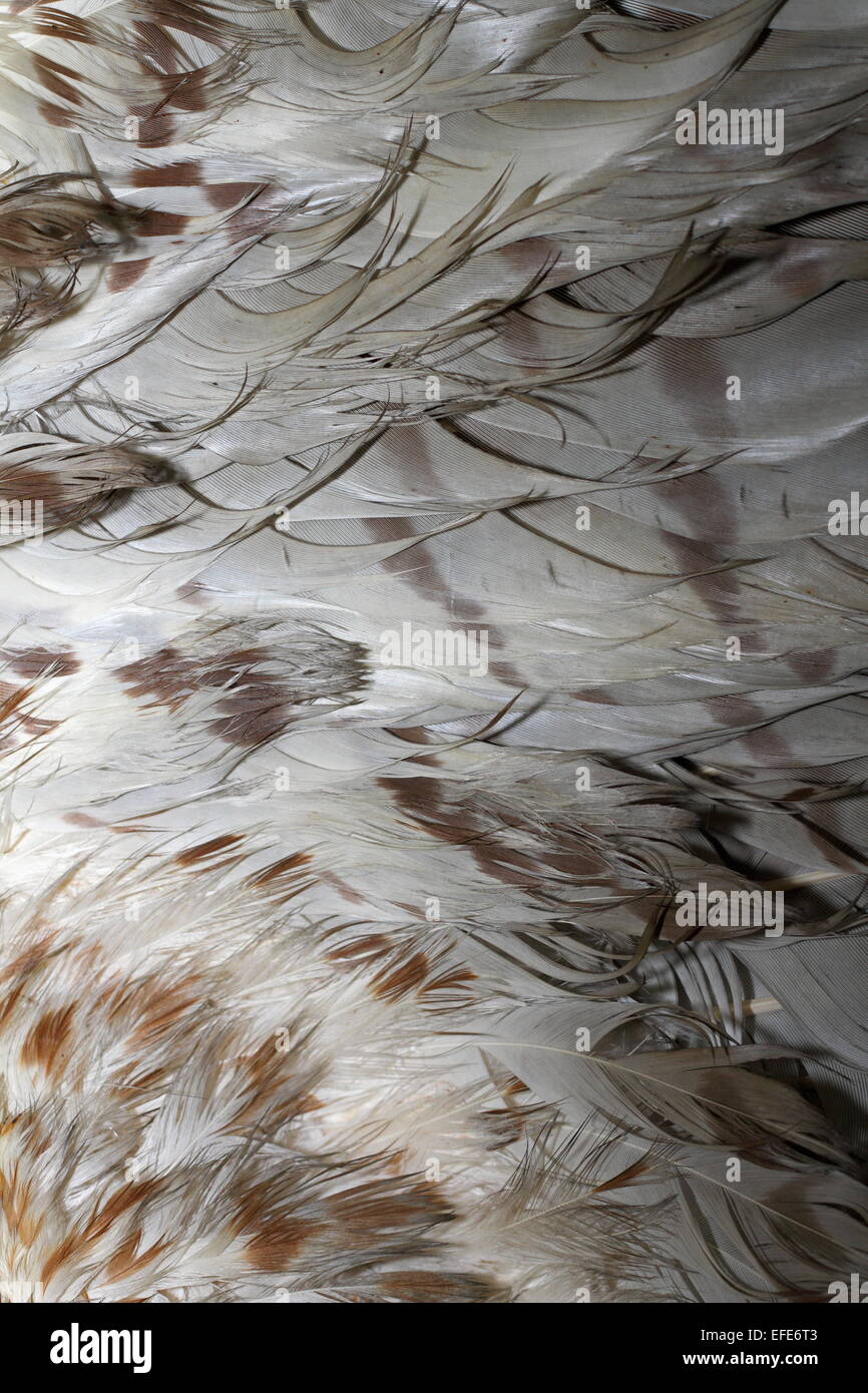 common buzzard ( buteo ) textured beautiful plumage Stock Photo