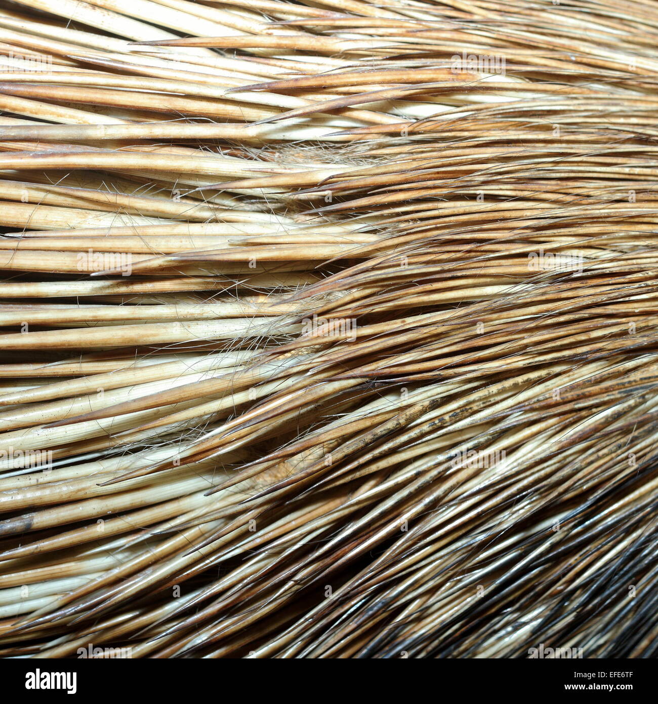 detail of real  crested porcupine fur ( hystyrix cristata ) Stock Photo