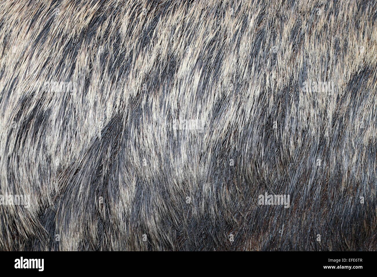 european wild boar ( sus scrofa ) textured real  fur Stock Photo