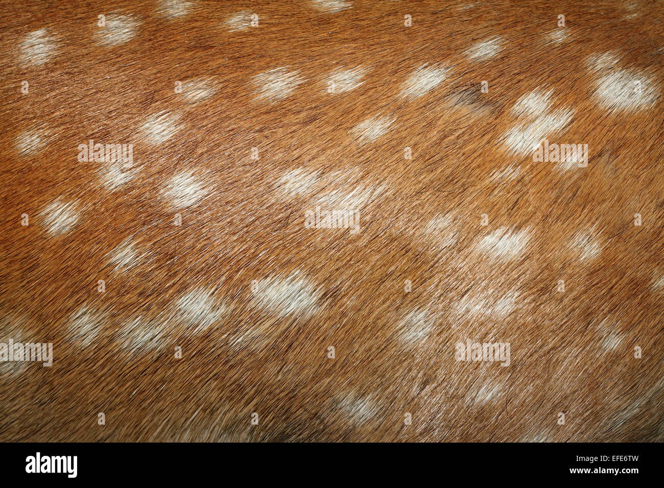 fallow deer ( dama ) spots on textured real  fur detail Stock Photo
