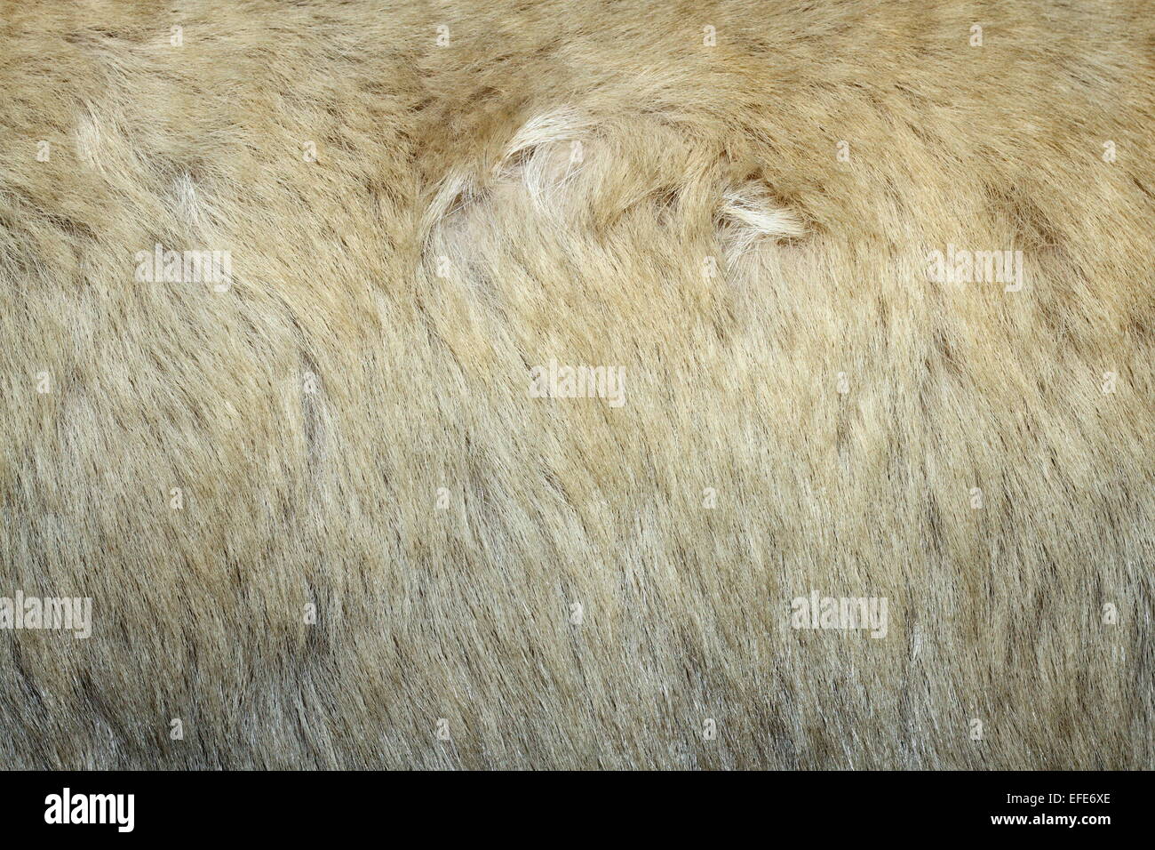 texture of polar bear ( ursus maritimus ) white fur Stock Photo