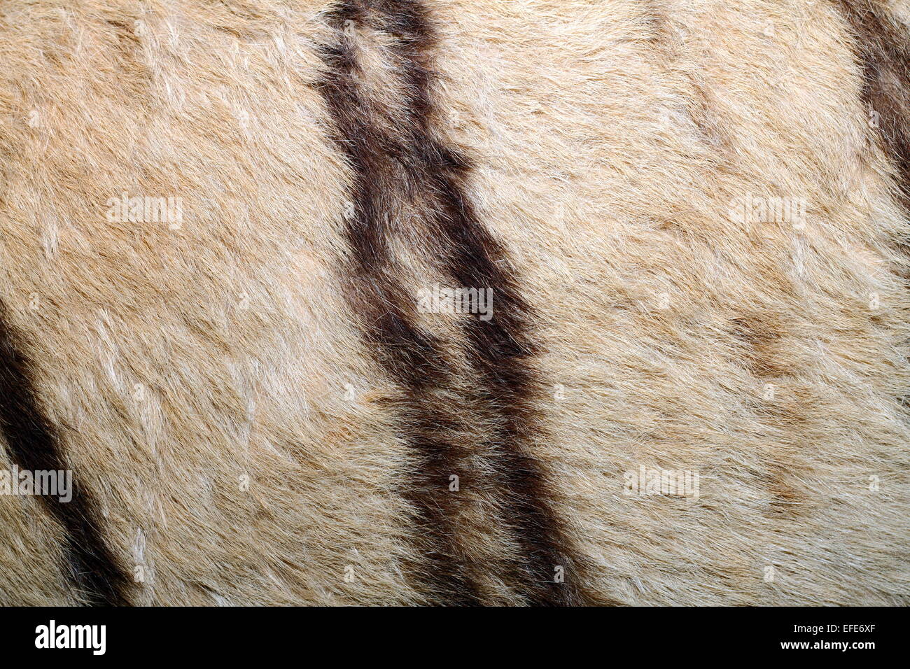 texture of tiger pelt, image taken on a hunting trophy real fur Stock Photo