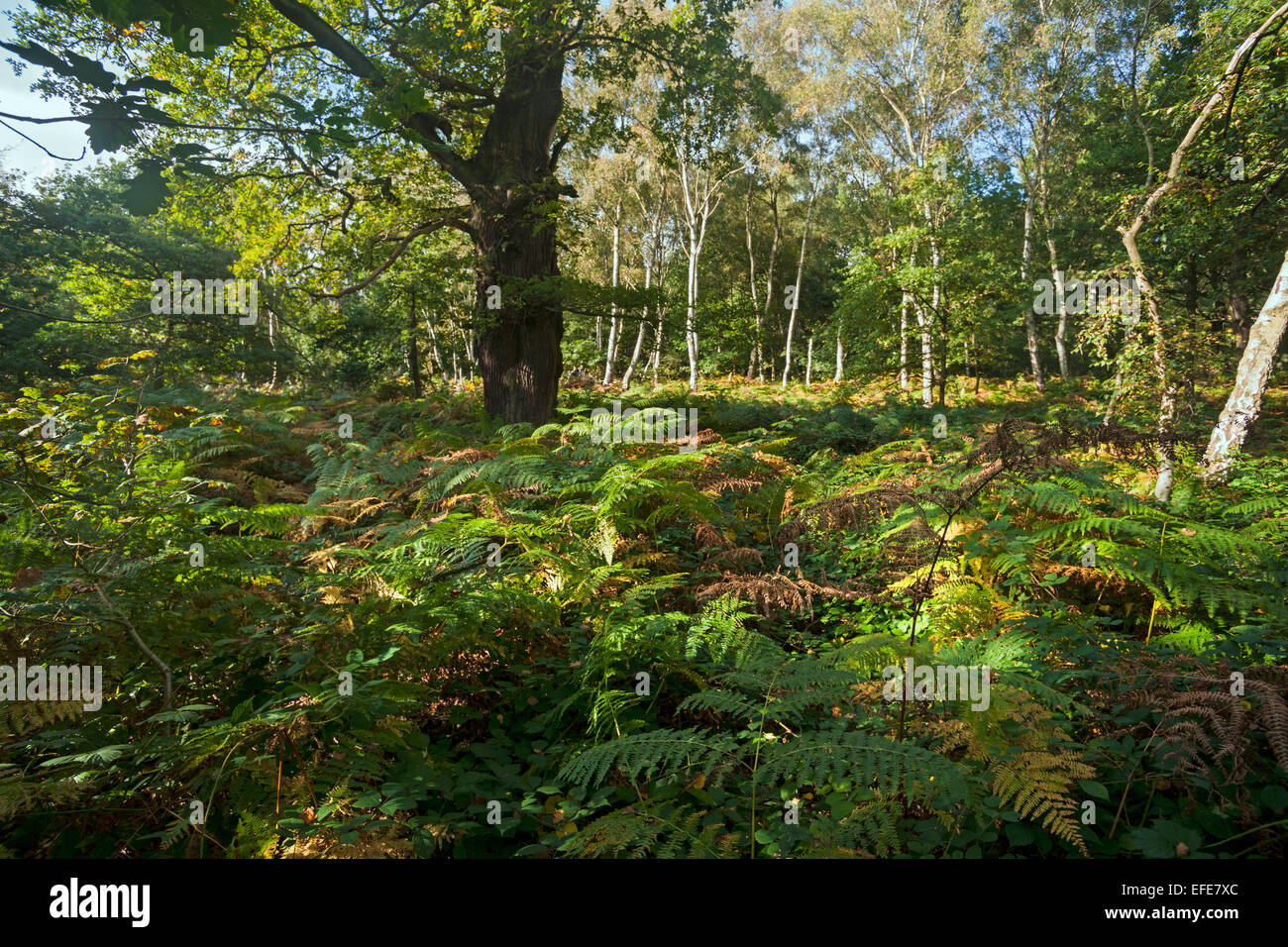 Sherwood;   forest; visitor; centre; Worksop; Nottinghamshire; UK Stock Photo