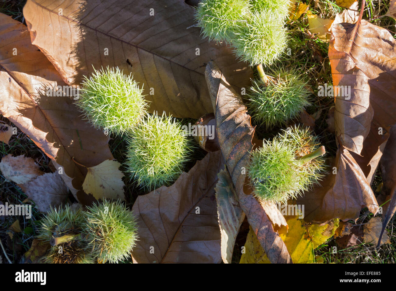 Autumn leaves and chestnuts hi-res stock photography and images - Alamy