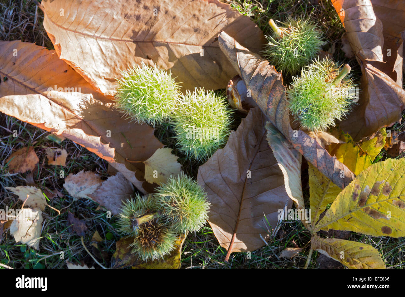 Autumn leaves and chestnuts hi-res stock photography and images - Alamy
