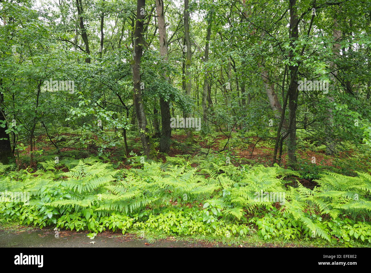 Green European forest. Stock Photo