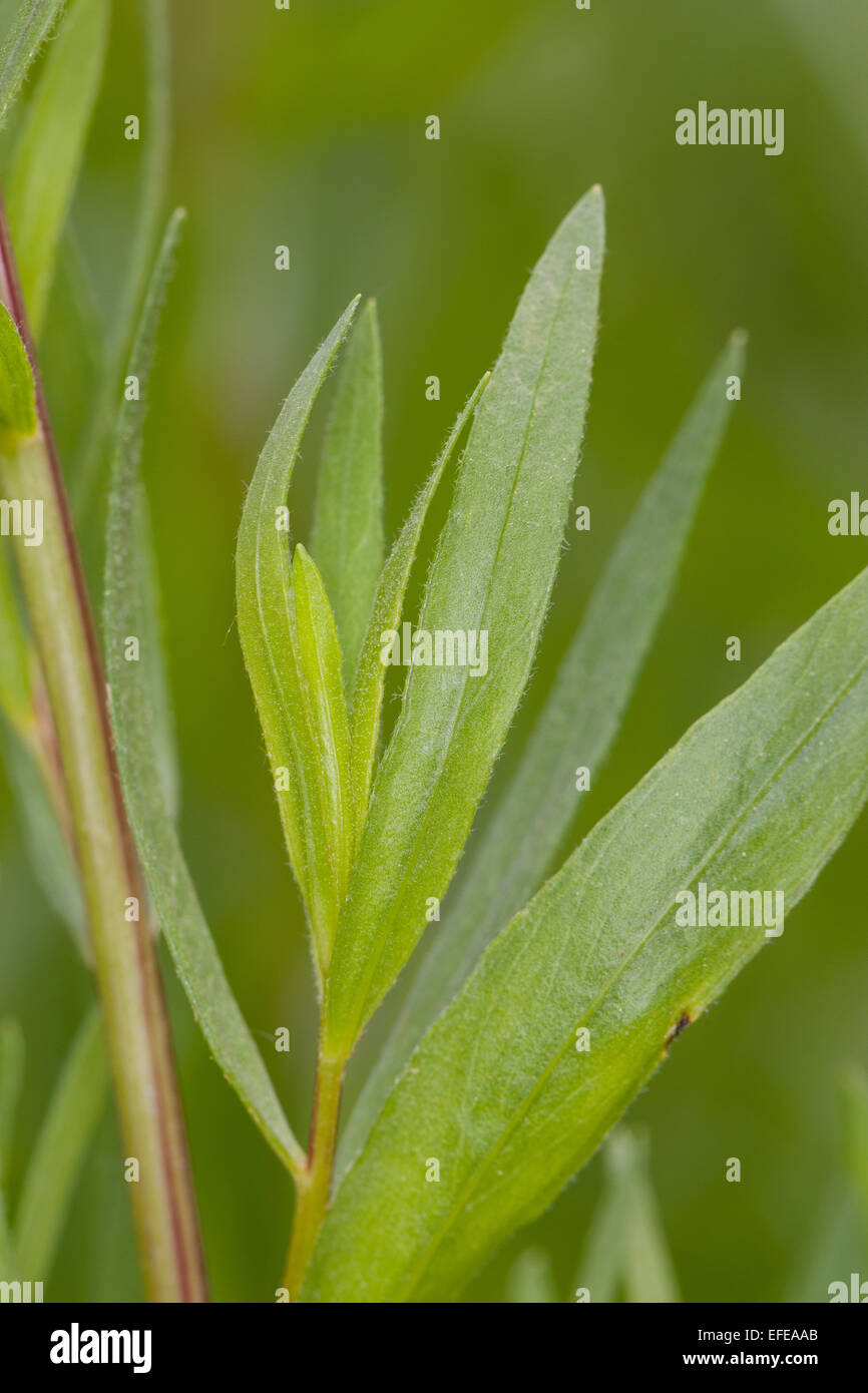 Tarragon estragon dragon dragun artemisia hires stock photography and