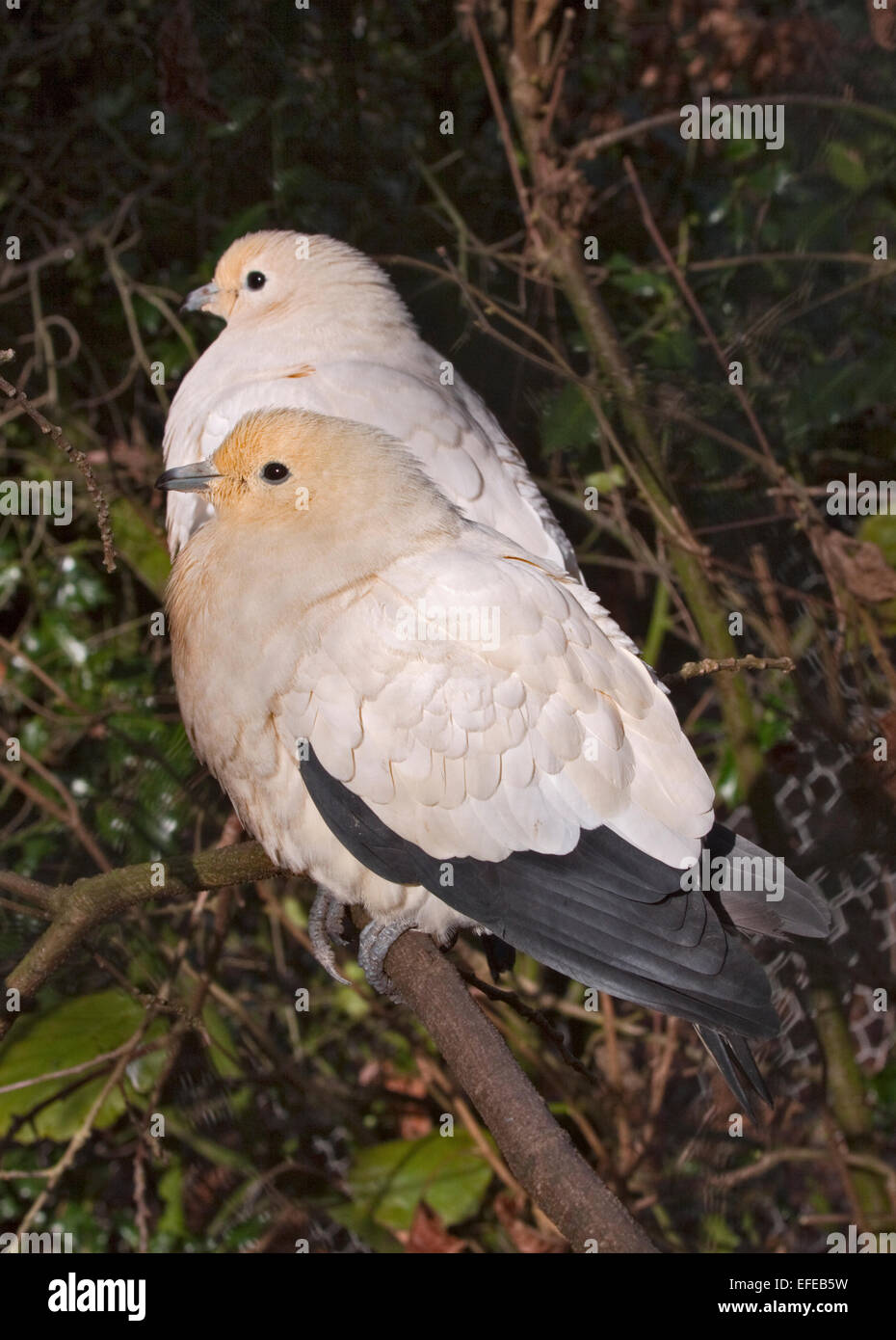 Pied Imperial Pigeons (ducula bicolor) Stock Photo