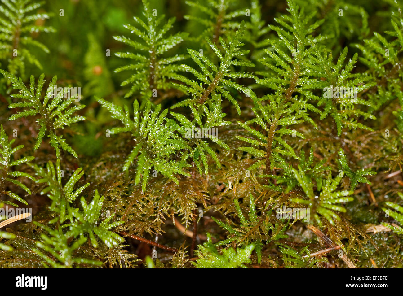 Glittering Wood-moss, Stair-step Moss, Fern Moss, feather moss, Etagenmoos, Hylocomium splendens, Hylocomium proliferum Stock Photo