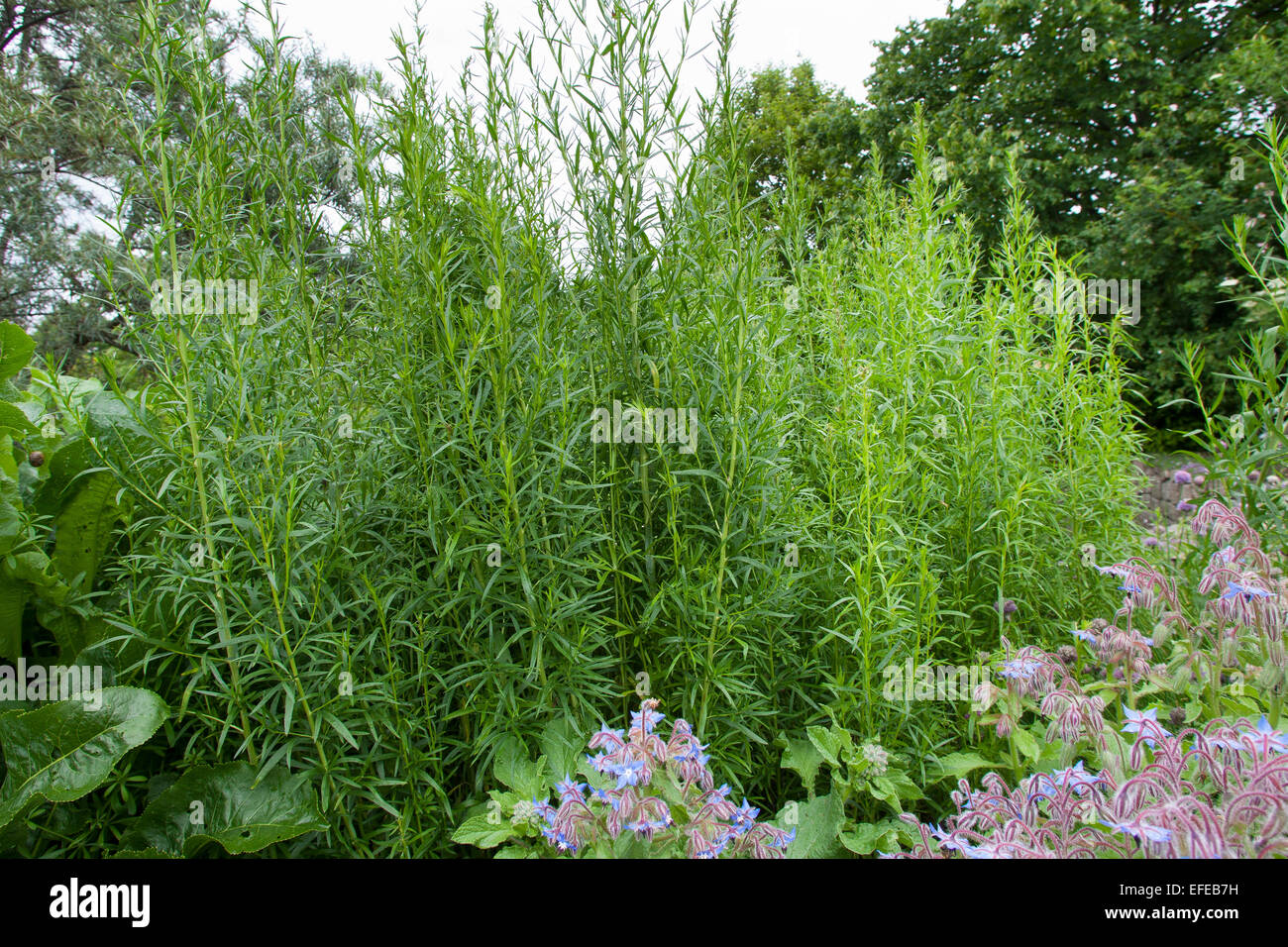 Tarragon, Estragon, Dragon, Dragun, Artemisia dracunculus Stock Photo