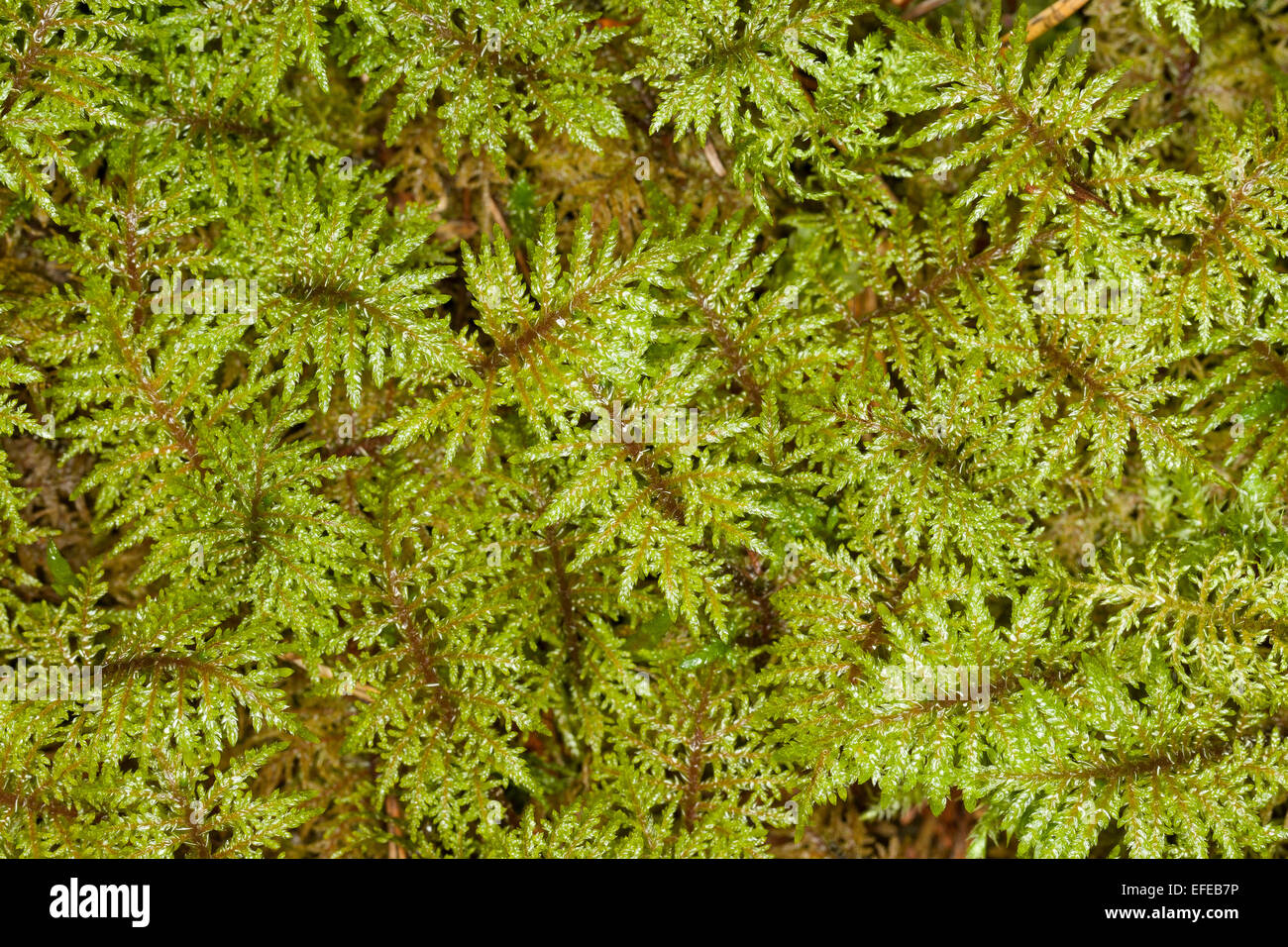 Glittering Wood-moss, Stair-step Moss, Fern Moss, feather moss, Etagenmoos, Hylocomium splendens, Hylocomium proliferum Stock Photo