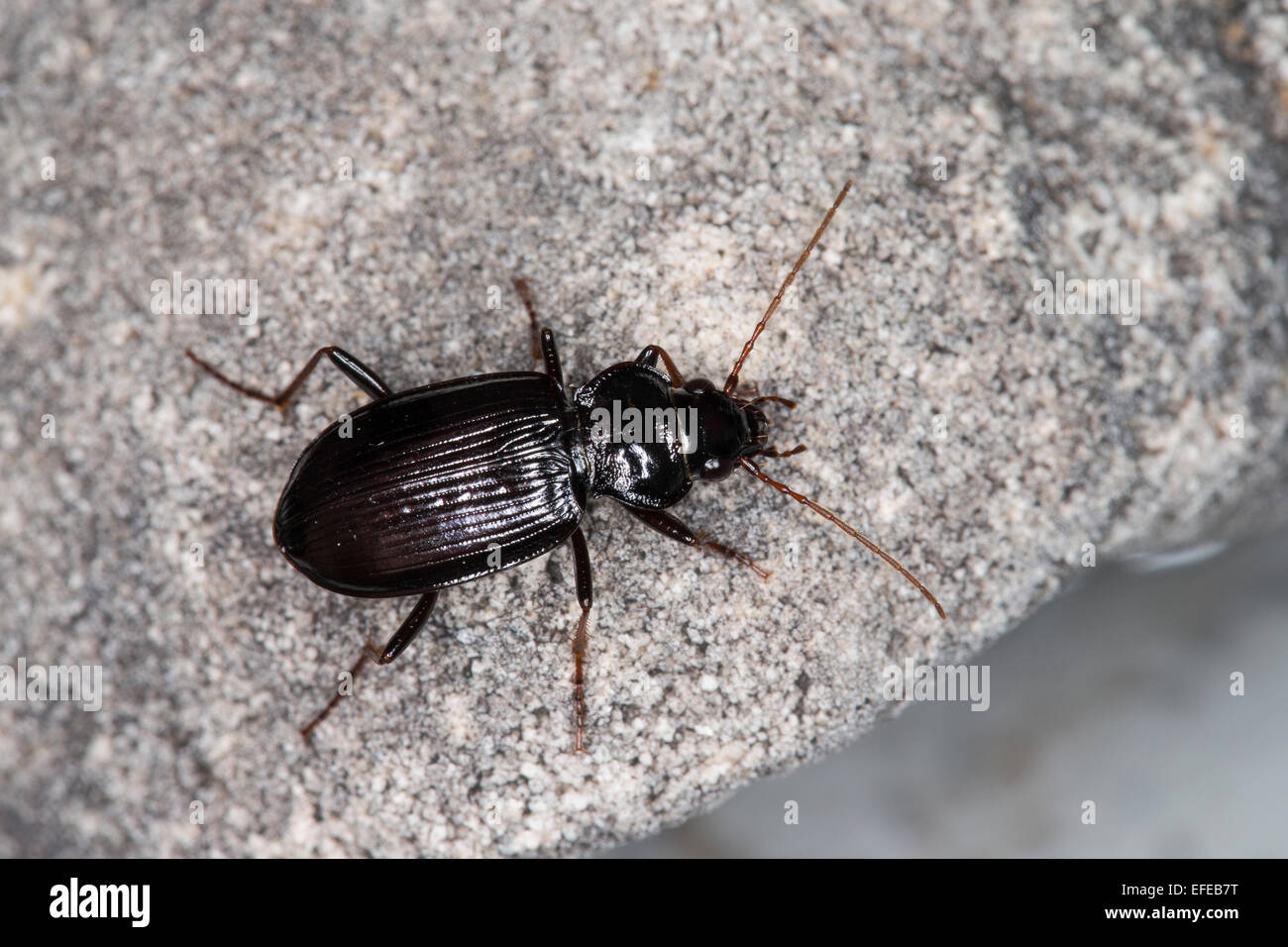 Gazelle Beetle, ground-beetle, ground beetle, Feld-Dammläufer, Felddammläufer, Dammläufer, Laufkäfer, Nebria salina Stock Photo