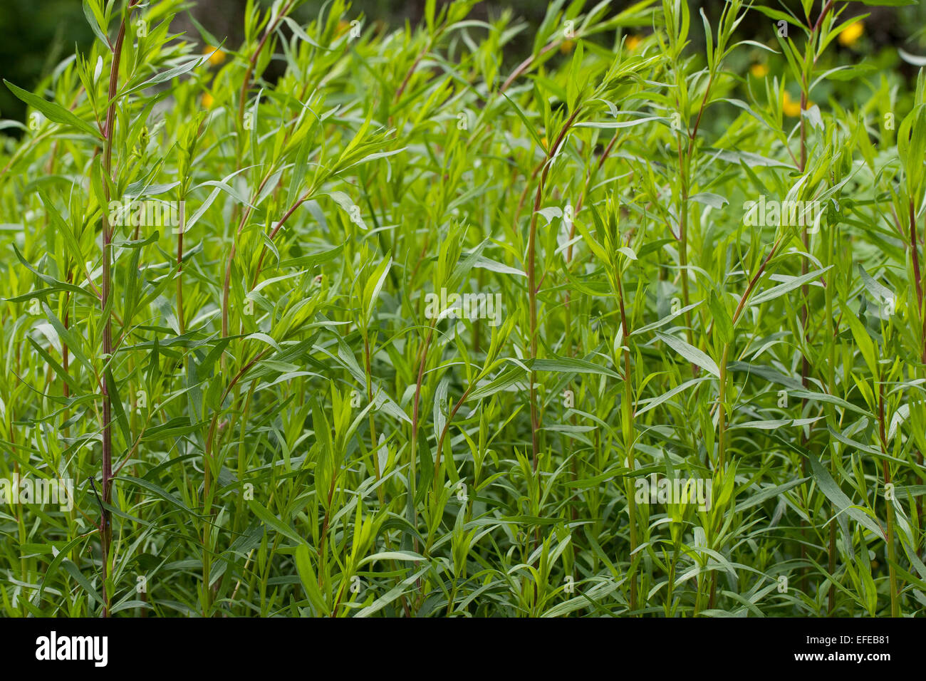 Tarragon estragon dragon dragun artemisia hires stock photography and
