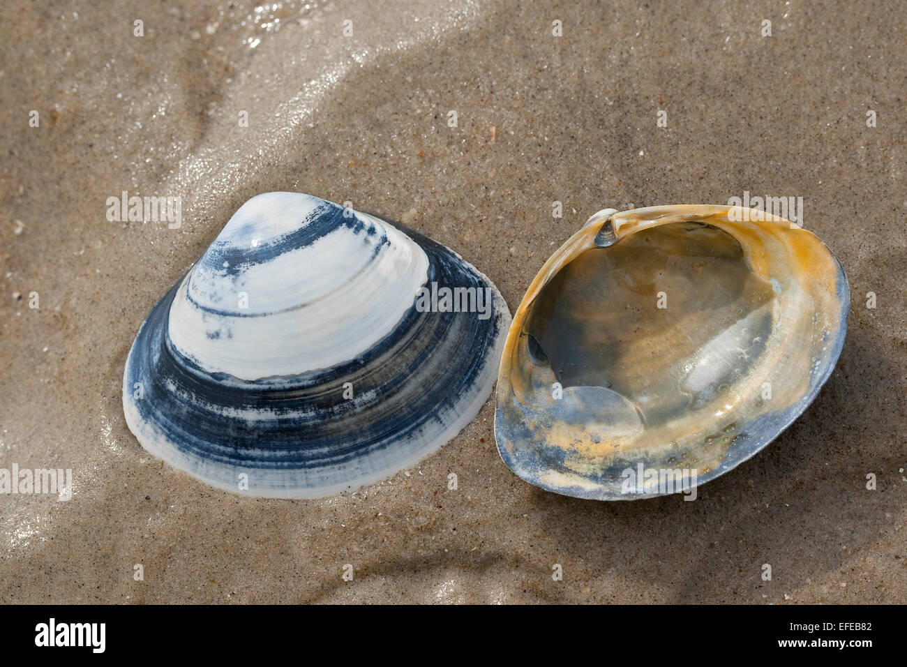 Atlantic surf clam, bar clam, thick surfclam, Feste Trogmuschel, Dickschalige Trogmuschel, Spisula solida, Muschelschale, shell Stock Photo