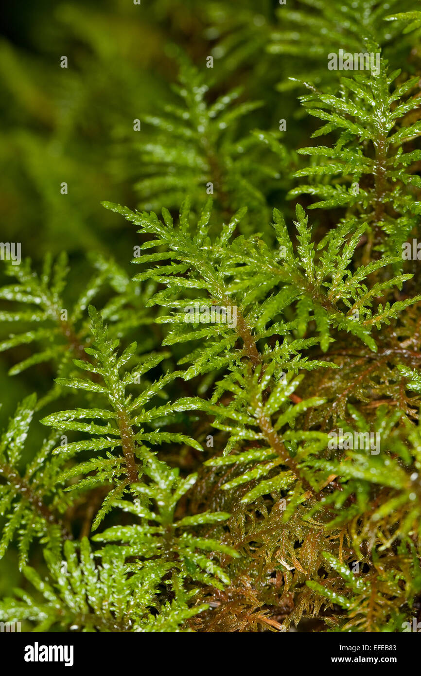 Glittering Wood-moss, Stair-step Moss, Fern Moss, feather moss, Etagenmoos, Hylocomium splendens, Hylocomium proliferum Stock Photo